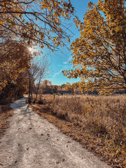 Fototapeta premium A peaceful autumn pathway surrounded by golden trees and fall foliage, illuminated by sunlight under a clear blue sky, capturing the serene beauty of nature during the fall season.