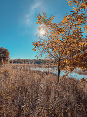A golden autumn tree illuminated by bright sunlight, set against a clear blue sky and a scenic field, capturing the beauty of fall in a peaceful, natural setting.