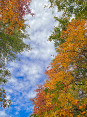 A scenic autumn path through a forest with golden trees and benches, covered in fallen leaves, creating a peaceful and serene environment perfect for a quiet walk in nature.