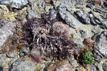 corals sea life brazilian coast seaweed atlantic ocean sea texture background