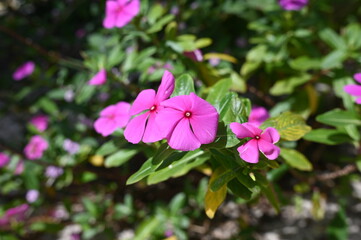 Fototapeta premium vegetation garden plants colorful flowers beauty and perfume botany nature