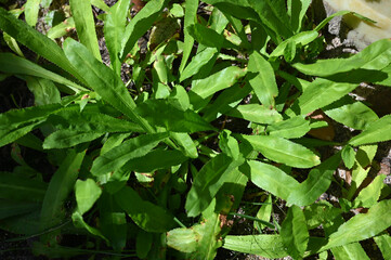 aromatic herbs spices vegetation natural plants beauty and perfumery botanical nature image