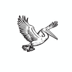 Fototapeta premium Black and White Vector of a Flying Pelican