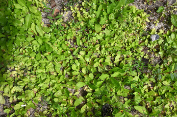 aromatic herbs spices vegetation natural plants beauty and perfumery botanical nature