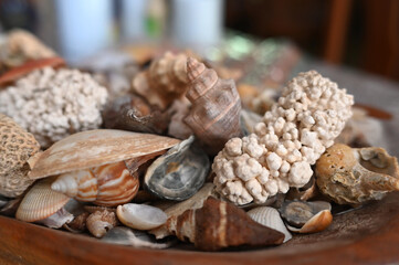 corals oysters beach brazilian coastline sea atlantic ocean sunny day natural beauty Bahia brazil...