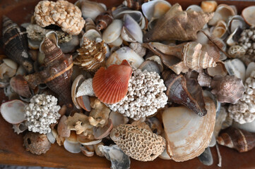 corals oysters beach brazilian coastline sea atlantic ocean sunny day natural beauty Bahia brazil holidays