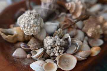 corals oysters beach brazilian coastline sea atlantic ocean sunny day natural beauty Bahia brazil holidays