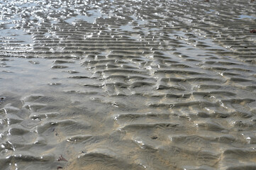 corals sea life brazilian coast seaweed atlantic ocean sea texture background