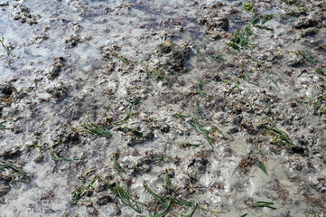 corals sea life brazilian coast seaweed atlantic ocean sea texture background