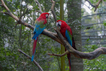 Guacamaya roja (Ara macao). Es conocida por su plumaje vibrante de colores rojo, amarillo y azul. 