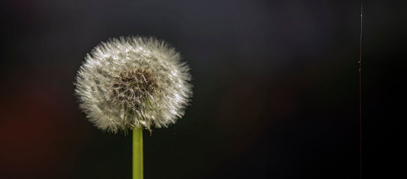 dandelion on black background