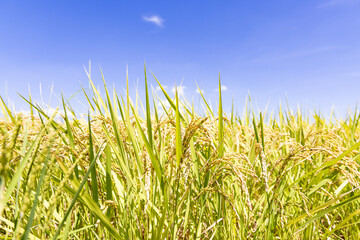 収穫を待つ稲穂