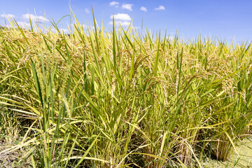 収穫を待つ稲穂