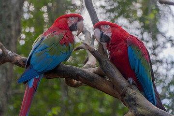 Guacamaya roja (Ara macao). Es conocida por su plumaje vibrante de colores rojo, amarillo y azul. 