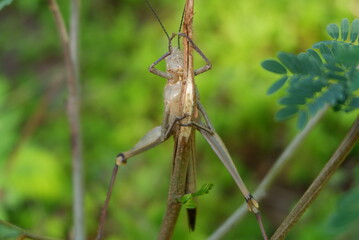 leaf-eating grasshoppers in the fields