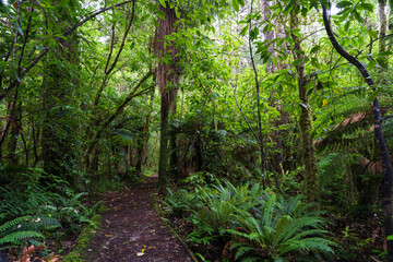 View from along the Mangawhero Forest Walk near Ohakune, New Zealand