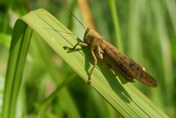 leaf-eating grasshoppers in the fields