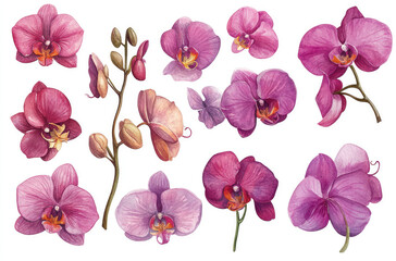 A Collection of Blooming Orchids in Various Poses for an Exotic and Stunning Floral Arrangement