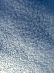 Trees on field against sky in Singapore.