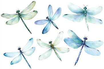Delicate Dragonflies in Various Poses for Nature-Inspired Artistic Creations