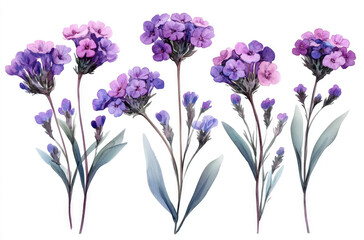 Obraz premium A Series of Verbena Flowers in Various Shapes for a Minimalistic and Delicate Floral Display