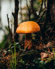 Wild Mushroom in Forest