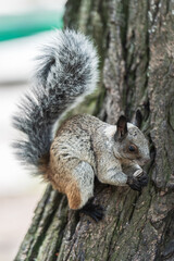 A squirrel eating sunflower seeds on the trunk