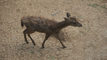 deer walking in the zoo.