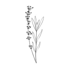 Lavender flower hand drawn doodle vector ink sketch isolated on white, herbal vintage graphic outline collection, line art design for package tea, natural organic product, medicine, cosmetic