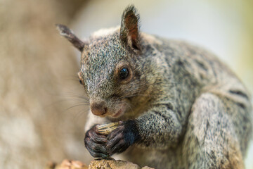 Close-up of the head of a squirrel eating
