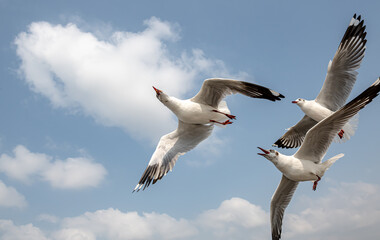 Seagulls flying in the blue sky, chasing after food to eat at Bangpu, Thailand.