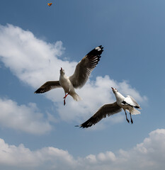 Seagulls flying in the blue sky, chasing after food to eat at Bangpu, Thailand.