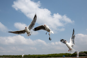 Seagulls flying in the blue sky, chasing after food to eat at Bangpu, Thailand.