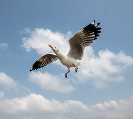 Seagulls flying in the blue sky, chasing after food to eat at Bangpu, Thailand.