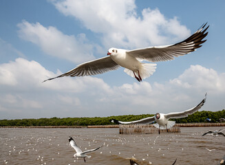 Seagulls flying in the blue sky, chasing after food to eat at Bangpu, Thailand.