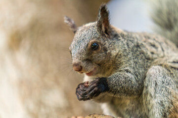 Fototapeta premium Close-up of the head of a squirrel eating