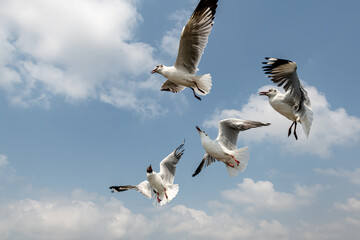 Seagulls flying in the blue sky, chasing after food to eat at Bangpu, Thailand.