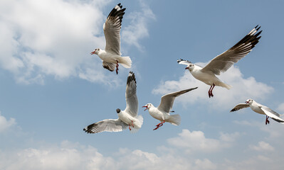 Seagulls flying in the blue sky, chasing after food to eat at Bangpu, Thailand.