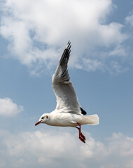 Seagulls flying in the blue sky, chasing after food to eat at Bangpu, Thailand.