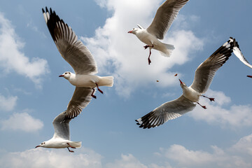 Seagulls flying in the blue sky, chasing after food to eat at Bangpu, Thailand.