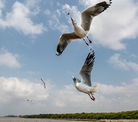 Seagulls flying in the blue sky, chasing after food to eat at Bangpu, Thailand.