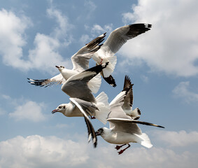 Seagulls flying in the blue sky, chasing after food to eat at Bangpu, Thailand.