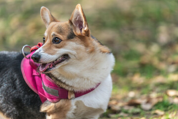 A dog looking back (Pembroke Welsh Corgi)
