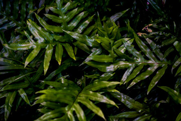 Garden Croton © Phil