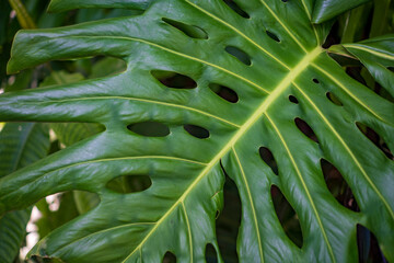 large green leaves in a garden