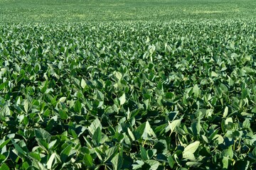 Expansive Green Soybean Field in Bright Sunlight