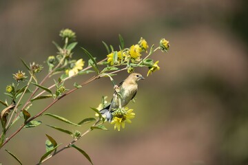 Bird perched on a flowering branch