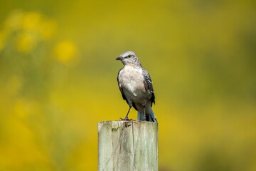 Bird perched on a wooden post with a blurred background