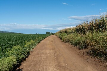 Dirt road between cornfields and soybean fields