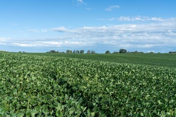 Lush Green Soybean Field Under Clear Blue Sky